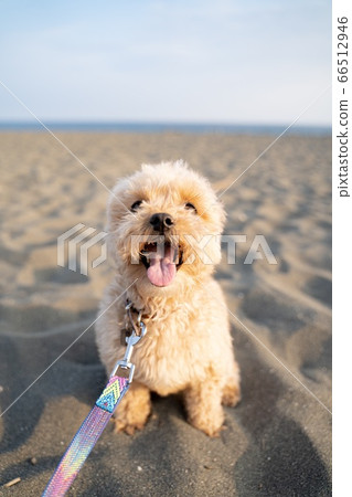 Dog malpaux sandy beach 66512946