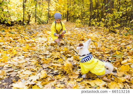 Portrait of a little girl on a background of orange and yellow leaves in an autumnal sunny day. Little puppy jack russell terrier. Pet and child concept. Friendship. 66513216