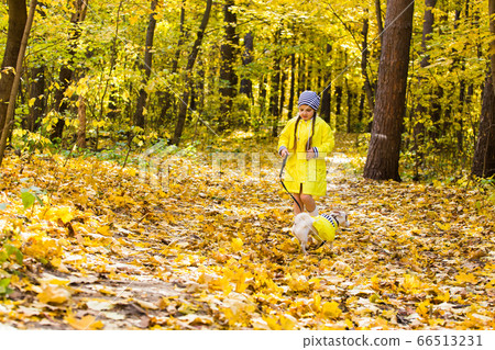 Child girl with dog outdoors. Kid with pet at autumn. Jack russell terrier puppy. Child girl with dog outdoors. Kid with pet at autumn. Jack russell terrier puppy. 66513231