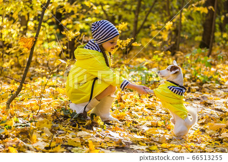 Child girl with dog outdoors. Kid with pet at autumn. Jack russell terrier puppy. Child girl with dog outdoors. Kid with pet at autumn. Jack russell terrier puppy. 66513255