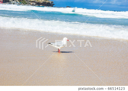 Holiday in Australia view of Bondi Beach view with blue sky  66514123