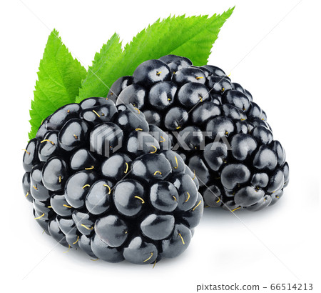 Isolated blackberries on white background Isolated blackberries on white background 66514213
