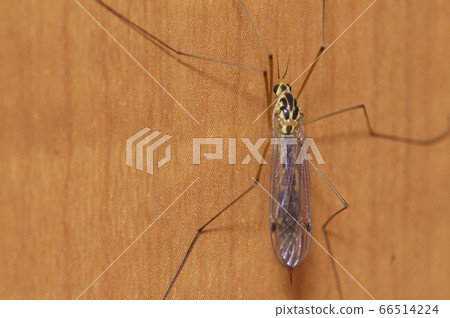 Elephant gangambo 66514224