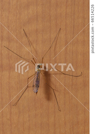 Elephant gangambo Elephant gangambo 66514226