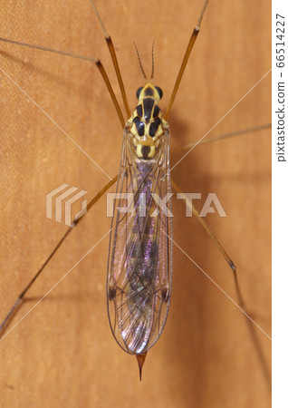 Elephant gangambo 66514227