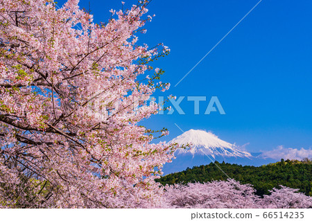 （靜岡縣）岩本山公園：盛開的櫻花和富士山 66514235