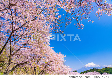 （靜岡縣）岩本山公園：盛開的櫻花和富士山 66514237