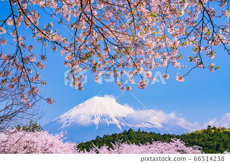 (靜岡縣)岩本山公園:盛開的櫻花和富士山 (靜岡縣)岩本山公園:盛開的櫻花和富士山 66514238