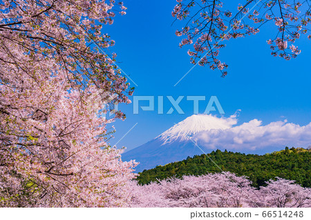 （靜岡縣）岩本山公園：盛開的櫻花和富士山 66514248