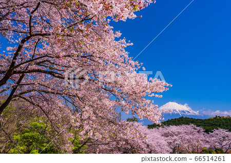 (靜岡縣)岩本山公園:盛開的櫻花和富士山 (靜岡縣)岩本山公園:盛開的櫻花和富士山 66514261