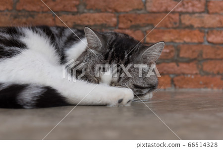 Cute short hair cat cozy sleep on wooden  66514328