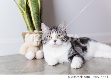 Cute cat and air purifier tree(Sansevieria) 66514331