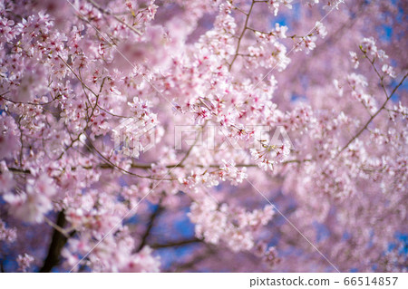 櫻桃樹 66514857