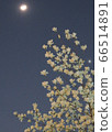 Spring magnolia and moon 66514891