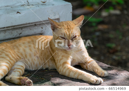 brown cat lying on the floor brown cat lying on the floor 66514969