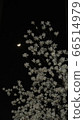 Moon and magnolia 66514979