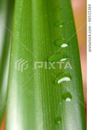 Drops Water on Green Leaves. Macro Close Up 66515364