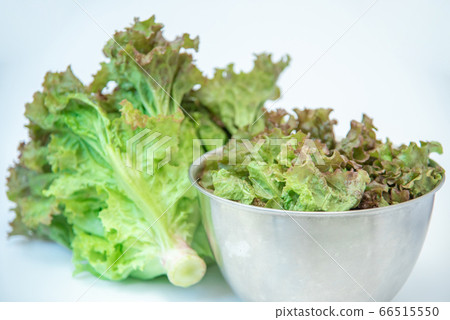 "Sunny lettuce" fresh vegetables directly from farmers bought at the vegetable market 66515550