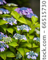 Yamadasu hydrangea 66515730