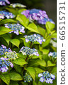 Yamadasu hydrangea 66515731