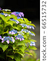 Yamadasu hydrangea 66515732