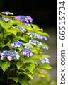 Yamadasu hydrangea 66515734