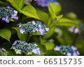 Yamadasu hydrangea 66515735
