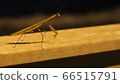mantis 66515791