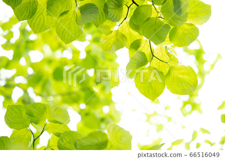 新鮮的綠色櫻桃葉 66516049