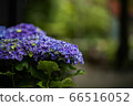 Purple hydrangea 66516052