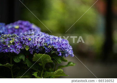 Purple hydrangea 66516052