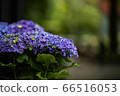 Purple hydrangea 66516053