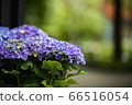 Purple hydrangea 66516054