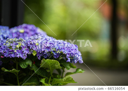 Purple hydrangea 66516054
