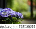 Purple hydrangea 66516055