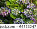 hydrangea   66516247