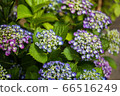 hydrangea   66516249