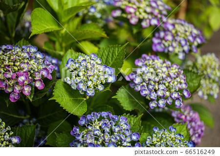 hydrangea   66516249