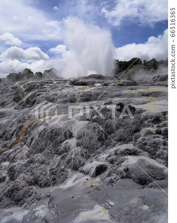 Pohutu Geyser, Te Puia, Rotorua Pohutu Geyser, Te Puia, Rotorua 66516365