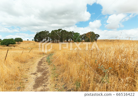 Yellow field against the backdrop of beautiful 66516422