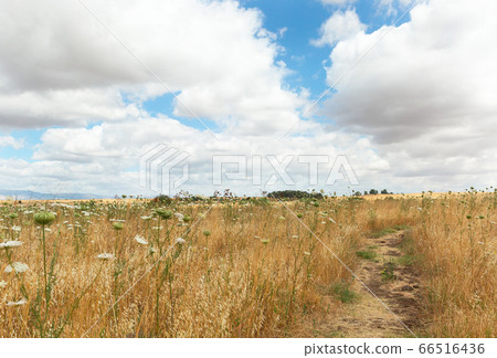Yellow field against the backdrop of beautiful 66516436