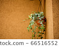 Fresh green Ivy 66516552