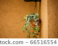 Fresh green Ivy 66516554