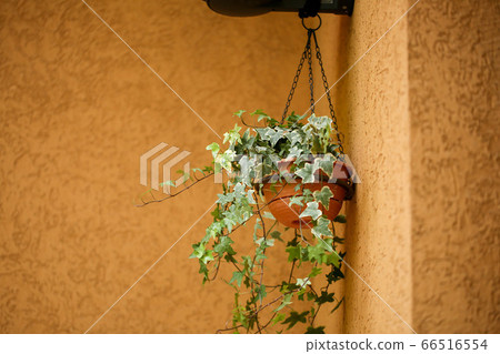 Fresh green Ivy Fresh green Ivy 66516554