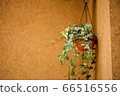Fresh green Ivy 66516556