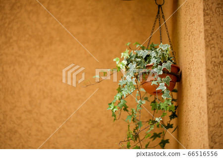 新鮮的綠色常春藤 新鮮的綠色常春藤 66516556