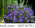 Verbena 66516761