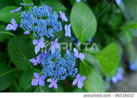 Two Wheeled Hydrangea 66516832