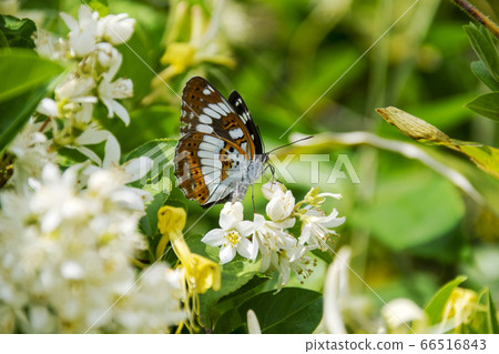 蝴蝶,蝴蝶棲息在花上, 蝴蝶,蝴蝶棲息在花上, 66516843