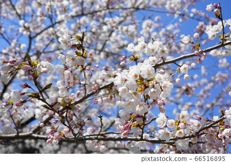 Cherry Blossoms	 66516895